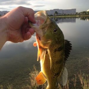 Meet your Posher, Josh